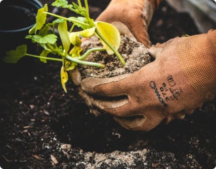 Organic Farming